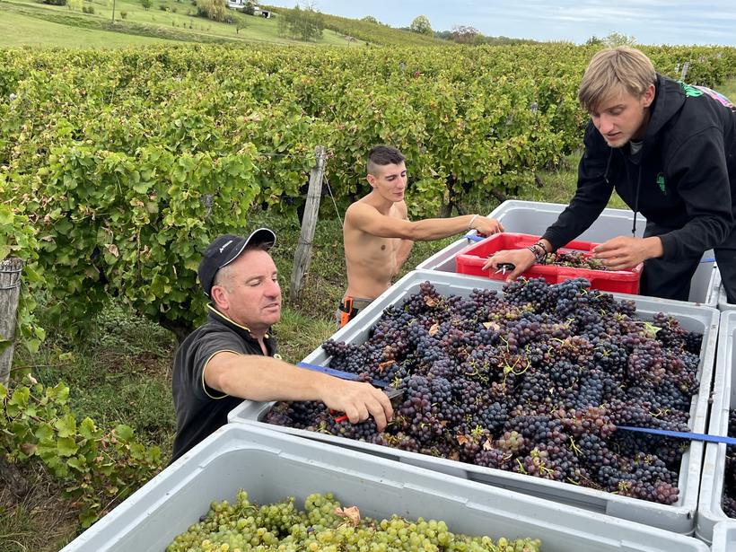 Tri de la vendange au bord des rangs