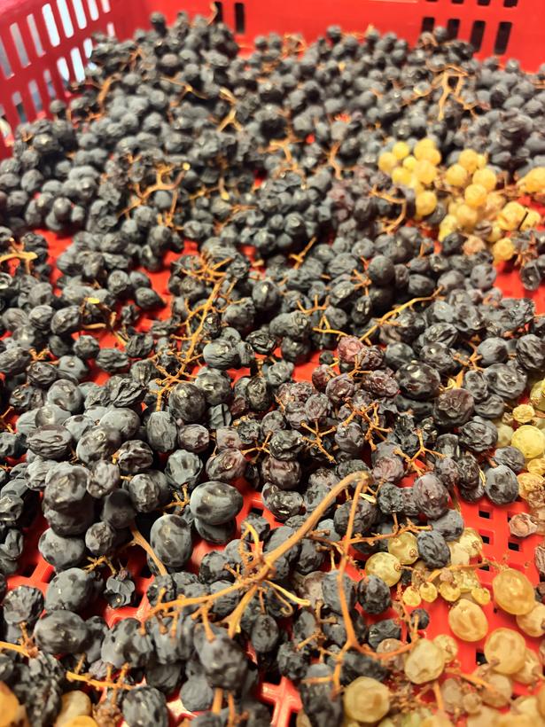 Grappes blanches et noires