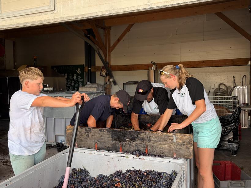 Le raisin passe sur la grille