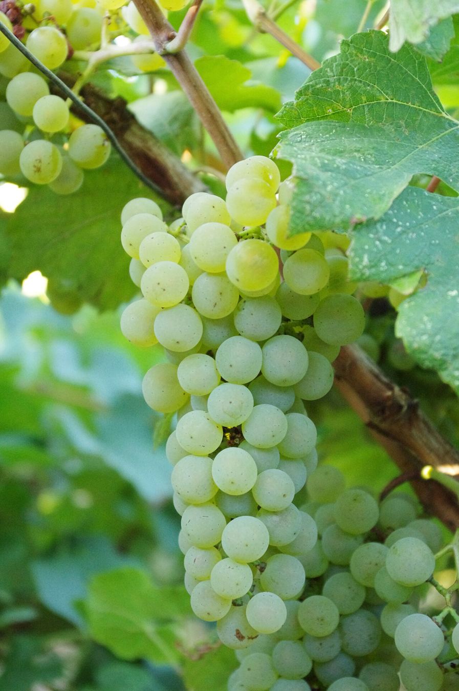 Grappe de Chardonnay