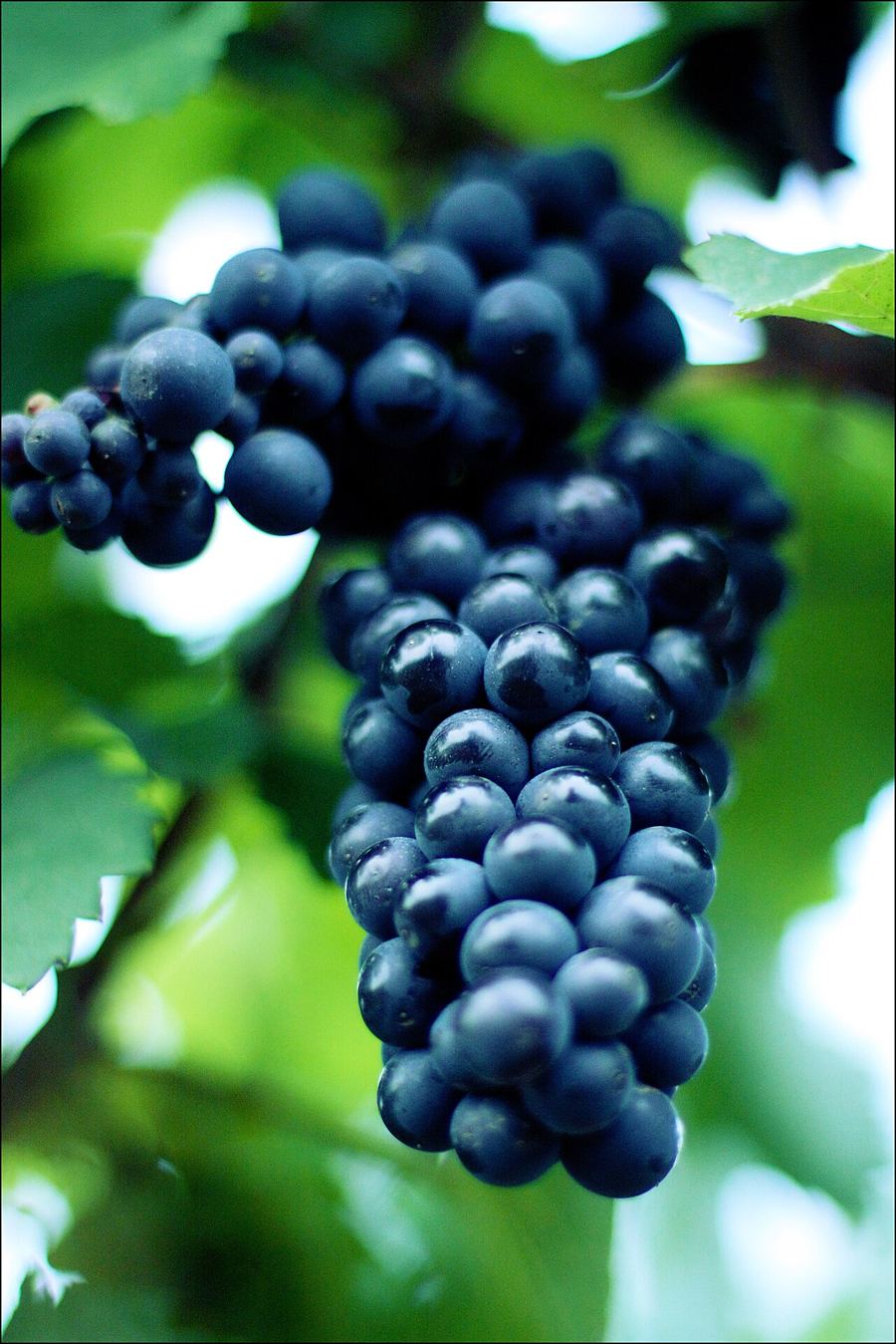 Grappe de Pinot Noir
