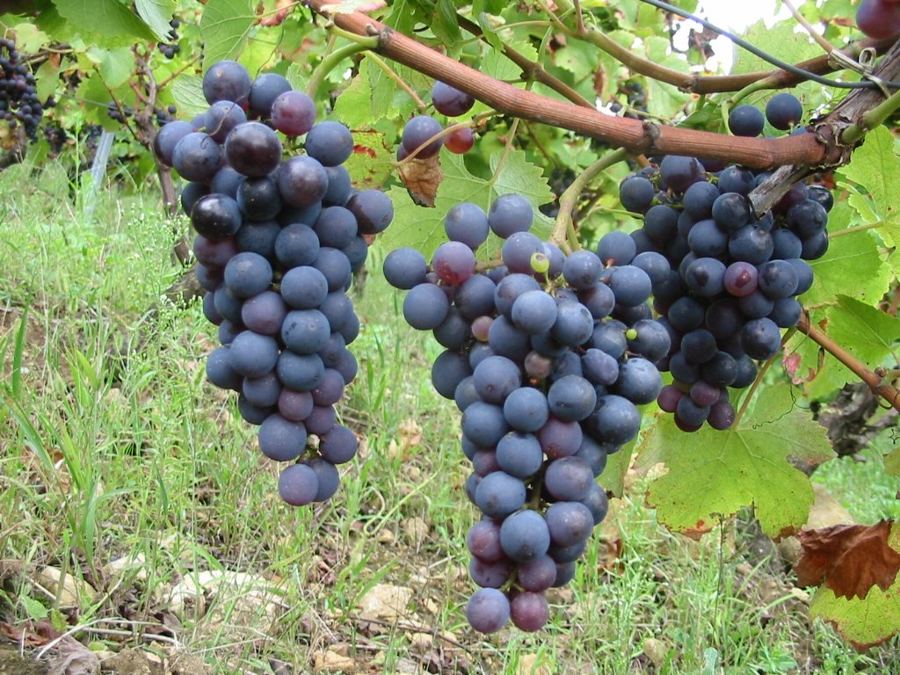 Grappes de Poulsard