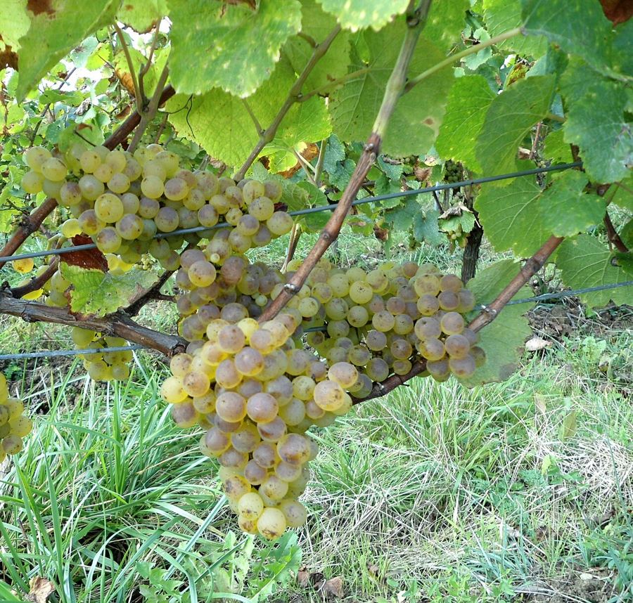 Grappe de Savagnin