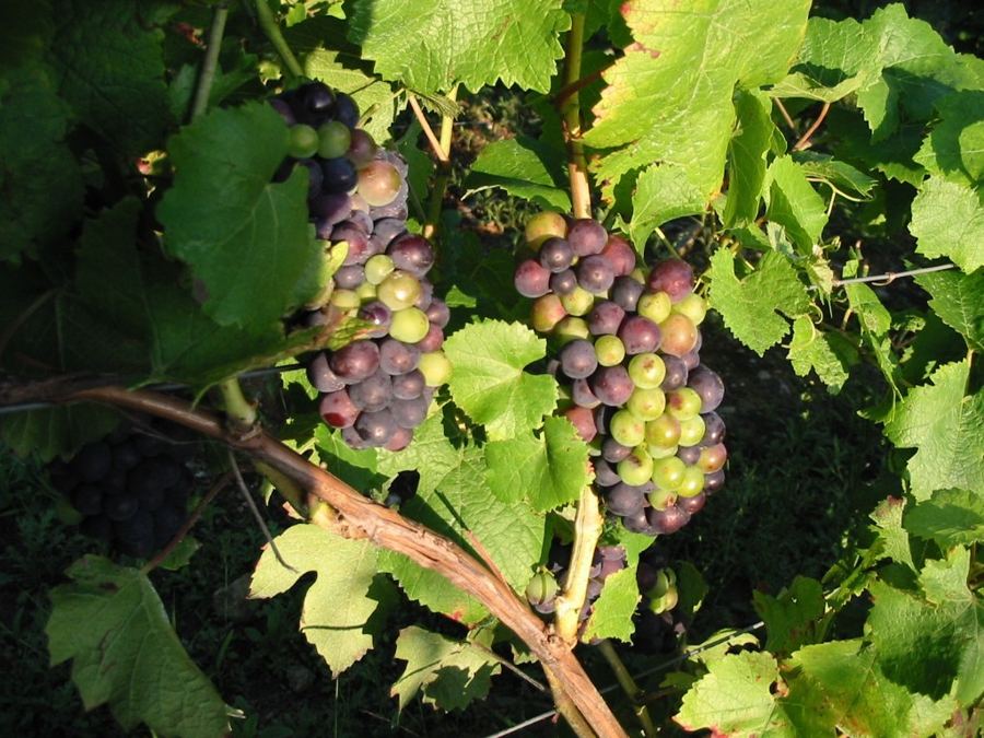 Grappes de Trousseau en véraison
